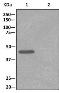 Immunoprecipitation - Anti-TUFM antibody [EPR12797(B)] (AB173300), expandable thumbnail