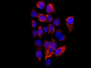 Immunocytochemistry/ Immunofluorescence - Anti-TUFM antibody [EPR12797(B)] - BSA and Azide free (AB249761)