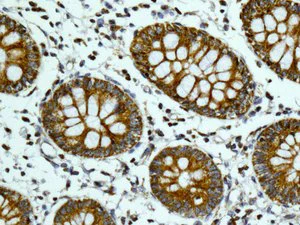 Immunohistochemistry (Formalin/PFA-fixed paraffin-embedded sections) - Anti-TUFM antibody [EPR12797(B)] - BSA and Azide free (AB249761)