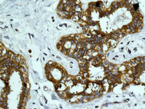 Immunohistochemistry (Formalin/PFA-fixed paraffin-embedded sections) - Anti-TUFM antibody [EPR12797(B)] - BSA and Azide free (AB249761)