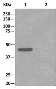 Immunoprecipitation - Anti-TUFM antibody [EPR12797(B)] - BSA and Azide free (AB249761)