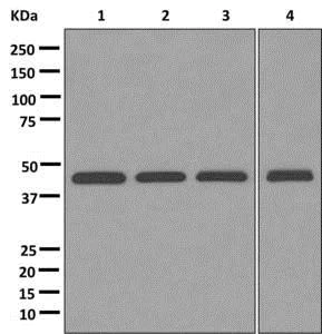 Western blot - Anti-TUFM antibody [EPR12797(B)] - BSA and Azide free (AB249761)