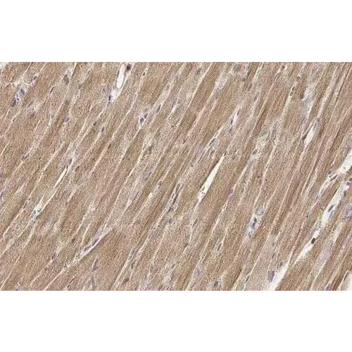 Immunohistochemistry (Formalin/PFA-fixed paraffin-embedded sections) - Anti-TUFM antibody [HL2117] (AB317138)