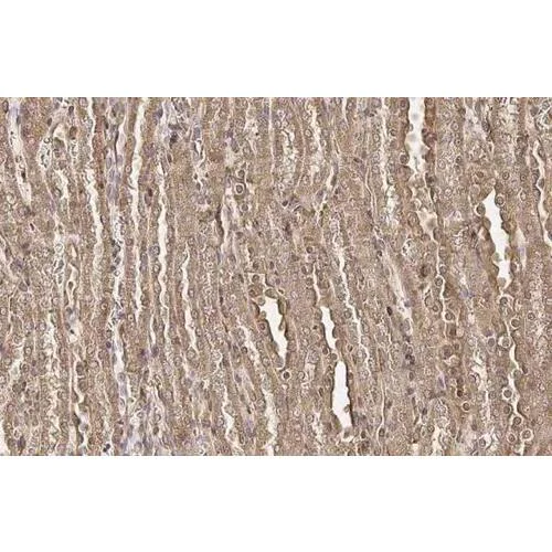 Immunohistochemistry (Formalin/PFA-fixed paraffin-embedded sections) - Anti-TUFM antibody [HL2117] (AB317138)