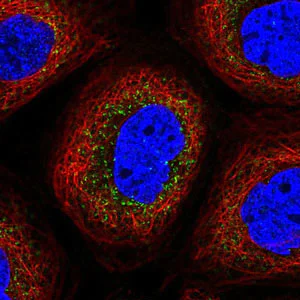 Immunocytochemistry - Anti-Tuftelin 1 antibody (AB204234)
