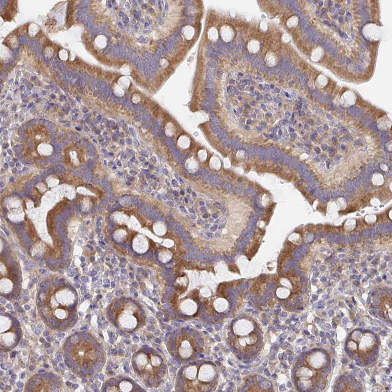 Immunohistochemistry (Formalin/PFA-fixed paraffin-embedded sections) - Anti-Tuftelin 1 antibody (AB204234)