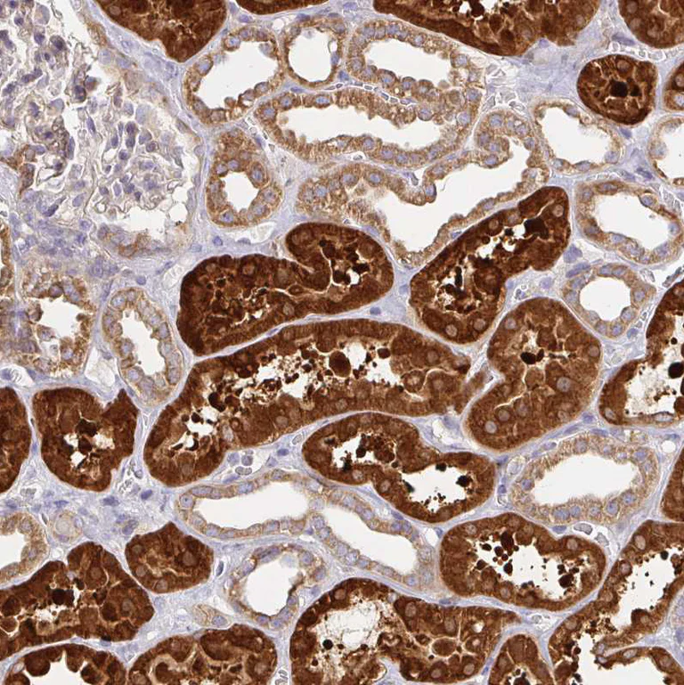 Immunohistochemistry (Formalin/PFA-fixed paraffin-embedded sections) - Anti-Tuftelin 1 antibody (AB204234)
