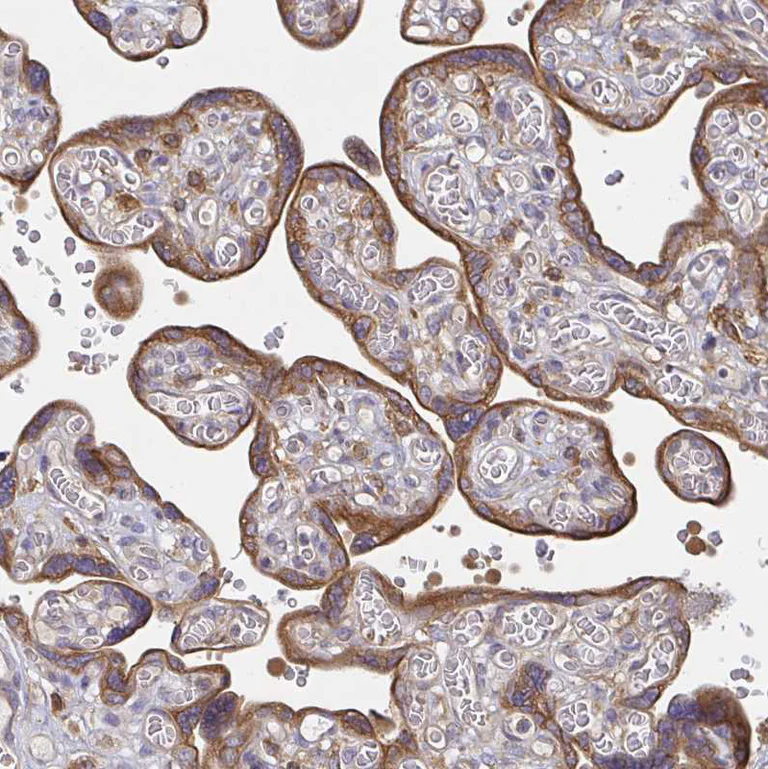 Immunohistochemistry (Formalin/PFA-fixed paraffin-embedded sections) - Anti-Tuftelin 1 antibody (AB204234)