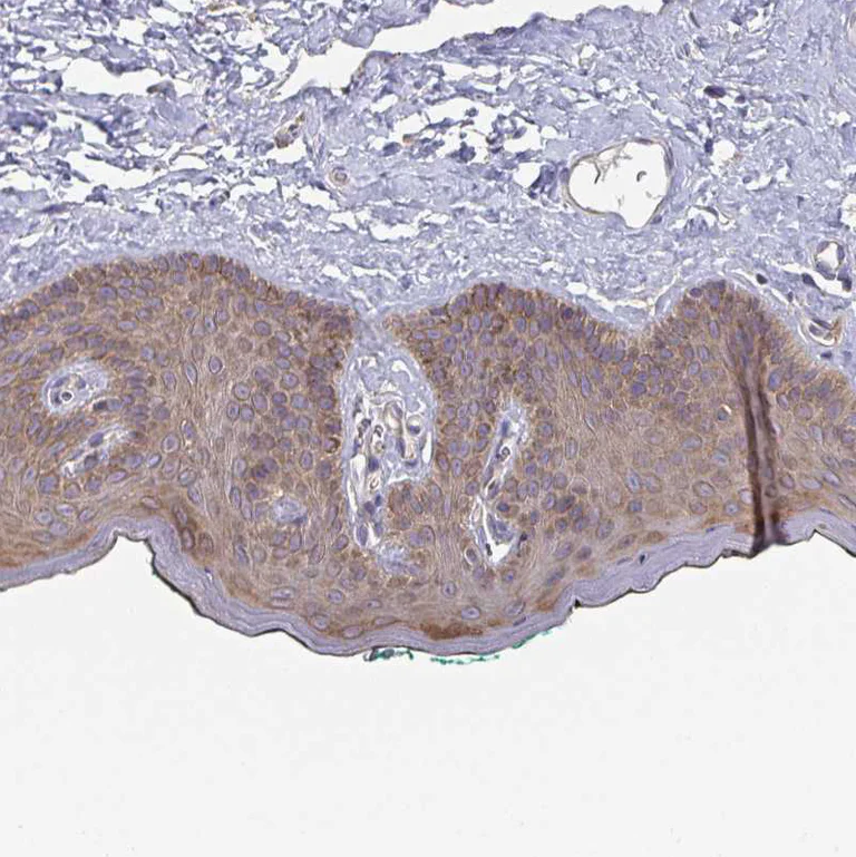 Immunohistochemistry (Formalin/PFA-fixed paraffin-embedded sections) - Anti-Tuftelin 1 antibody (AB204234)