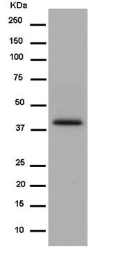 Western blot - Anti-Tuftelin 1 antibody [EPR13960] - BSA and Azide free (AB250787)