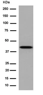 Western blot - Anti-Tuftelin 1 antibody [EPR13960] - BSA and Azide free (AB250787)