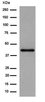 Western blot - Anti-Tuftelin 1 antibody [EPR13960] - BSA and Azide free (AB250787)