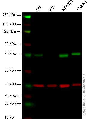 Western blot - Anti-TUG antibody [EPR8615] (AB131237)