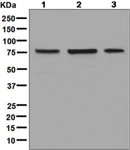 Western blot - Anti-TUG antibody [EPR8615] - BSA and Azide free (AB248385)