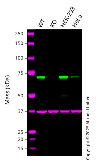 Western blot - Anti-TUG antibody [EPR8615] - BSA and Azide free (AB248385)