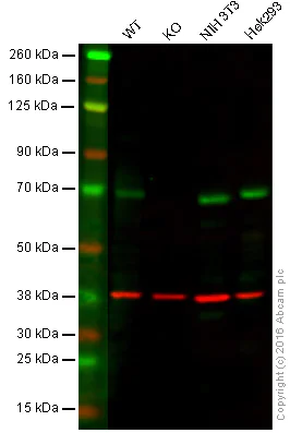 Western blot - Anti-TUG antibody [EPR8616] - BSA and Azide free (AB248377)