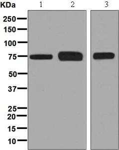 Western blot - Anti-TUG antibody [EPR8616] - BSA and Azide free (AB248377)
