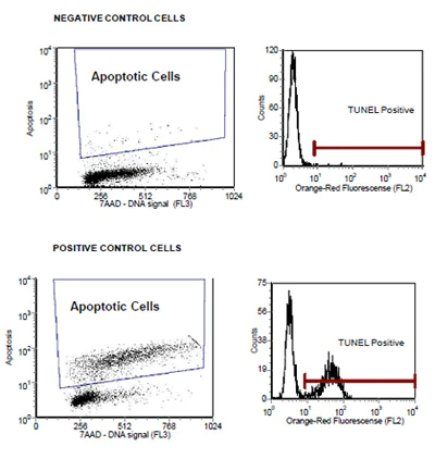 Flow Cytometry - TUNEL Assay Kit - BrdU-Red (AB66110)