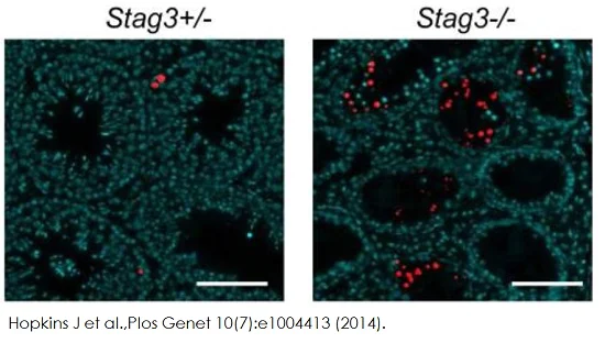 Immunohistochemistry (Formalin/PFA-fixed paraffin-embedded sections) - TUNEL Assay Kit - BrdU-Red (AB66110)