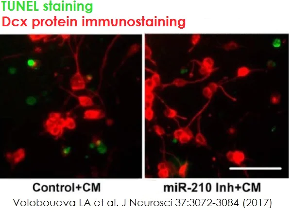 Fluorescence Microscopy - TUNEL Assay Kit - FITC (AB66108)