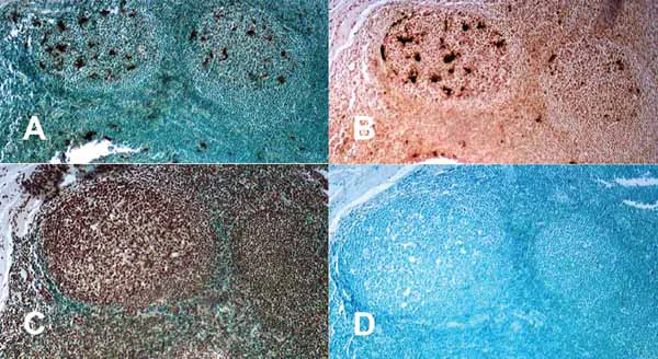 Immunohistochemistry - TUNEL Assay Kit - HRP-DAB (AB206386)