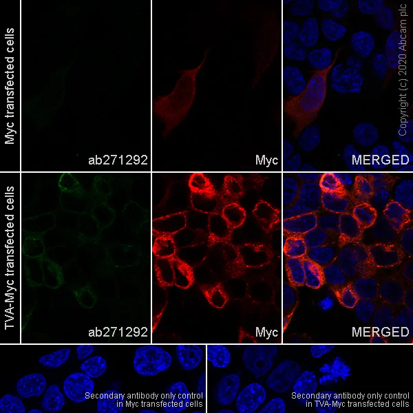 Immunocytochemistry/ Immunofluorescence - Anti-TVA antibody [PICA187E] - BSA and Azide free (AB271302)