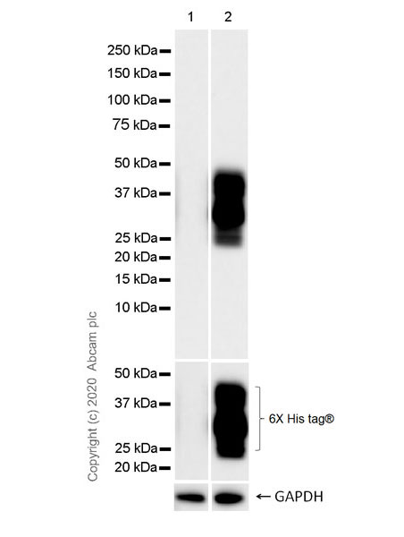 Western blot - Anti-TVA antibody [PICA187E] - BSA and Azide free (AB271302), expandable thumbnail