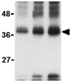 Western blot - Anti-TWEAK antibody (ab37170), expandable thumbnail