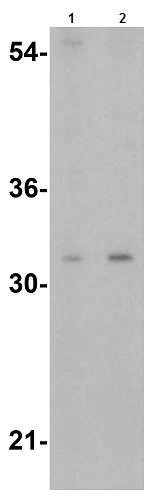Western blot - Anti-TWEAK antibody (AB37170)