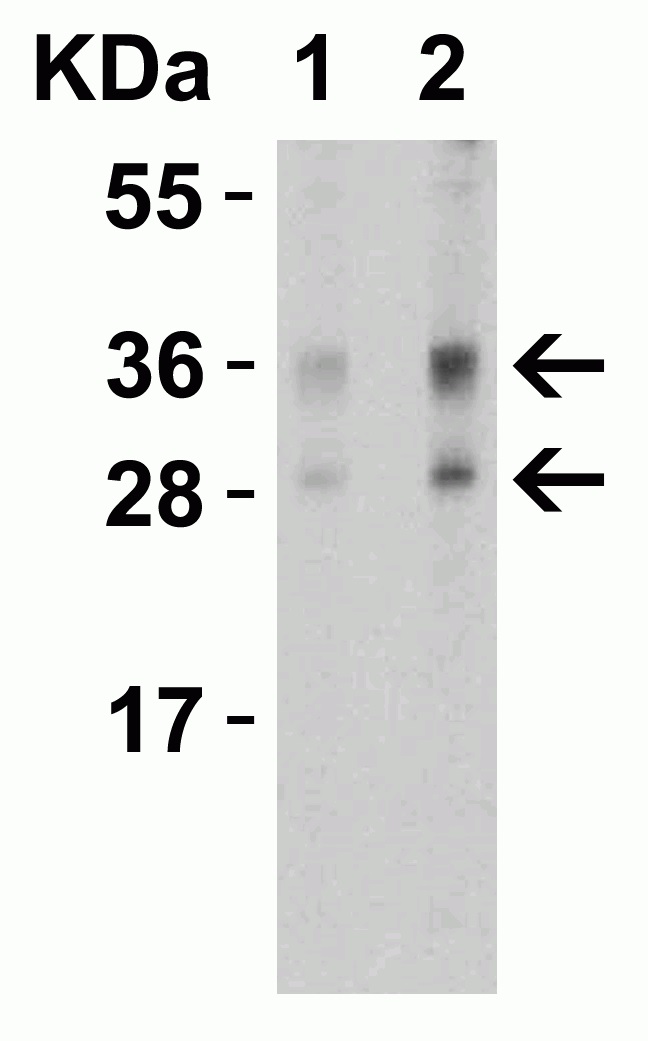 Western blot - Anti-TWEAK antibody (AB37170), expandable thumbnail