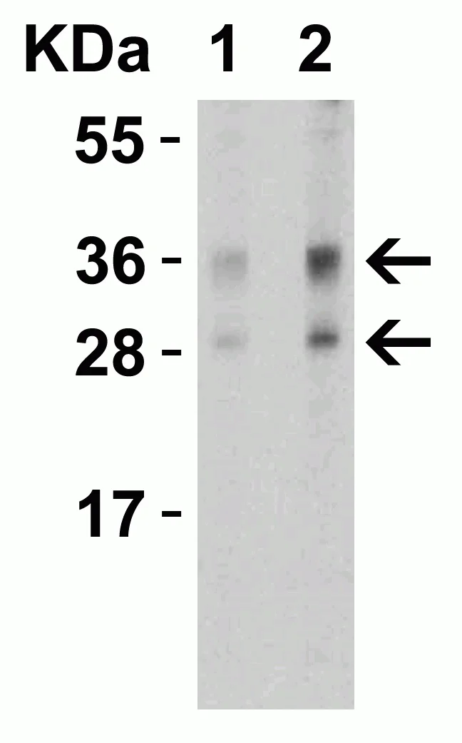 Western blot - Anti-TWEAK antibody (AB37170)