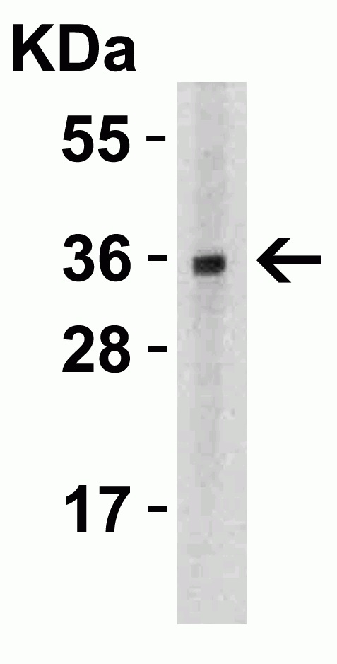Western blot - Anti-TWEAK antibody (ab37170), expandable thumbnail