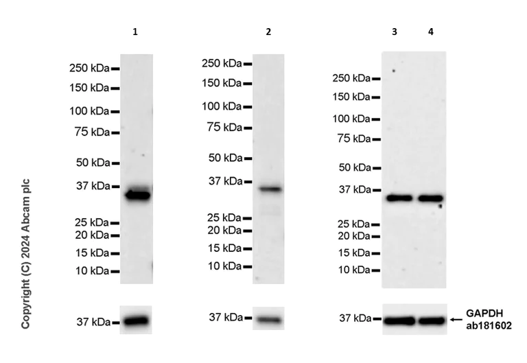 Western blot - Anti-TWEAK antibody [EPR28107-36] (AB316929)