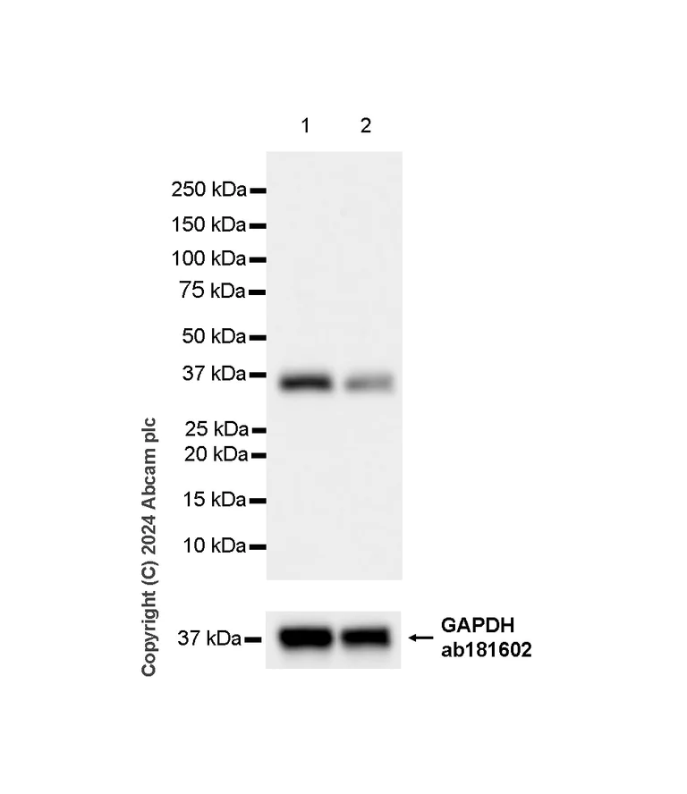 Western blot - Anti-TWEAK antibody [EPR28107-36] (AB316929)