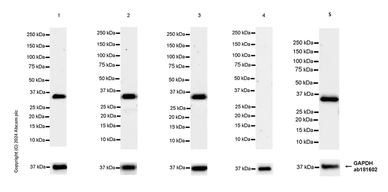 Western blot - Anti-TWEAK antibody [EPR28107-36] - BSA and Azide free (AB316930)