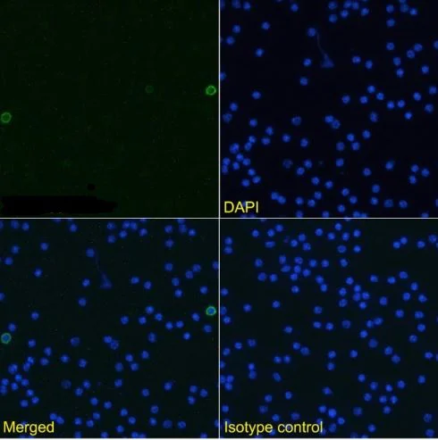 Immunocytochemistry/ Immunofluorescence - Anti-TWEAK antibody [MTW-1] (AB288424)