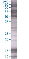 TWEAK overexpression 293T lysate (whole cell)