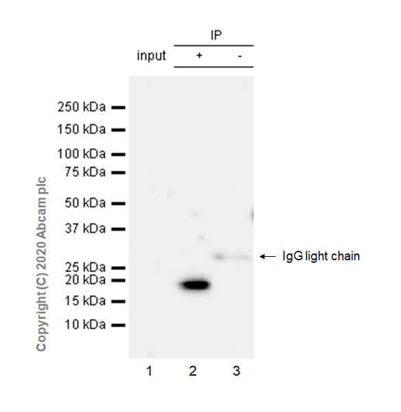 Immunoprecipitation - Anti-TWEAKR/FN14 antibody [EPR23427-30] - BSA and Azide free (AB275381)