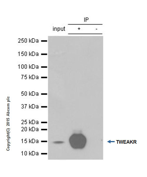 Immunoprecipitation - Anti-TWEAKR/FN14 antibody [EPR3179] - BSA and Azide free (AB271881), expandable thumbnail