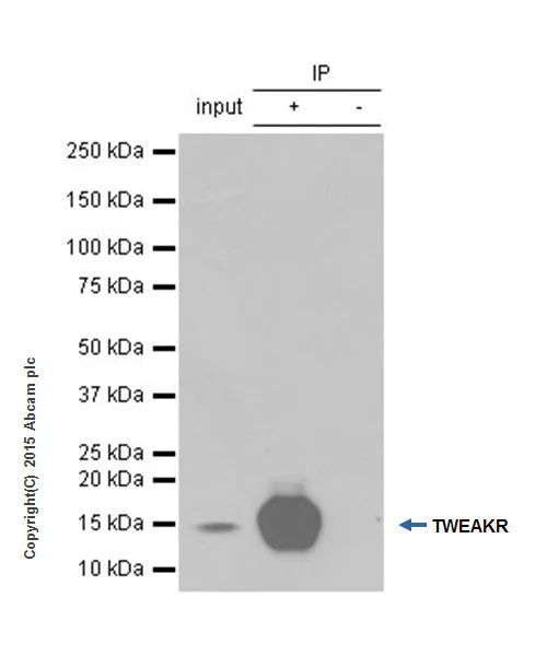 Immunoprecipitation - Anti-TWEAKR/FN14 antibody [EPR3179] - Low endotoxin, Azide free (AB228481)