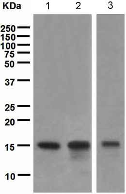 Western blot - Anti-TWEAKR/FN14 antibody [EPR3179] - Low endotoxin, Azide free (AB228481), expandable thumbnail