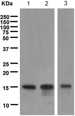 Western blot - Anti-TWEAKR/FN14 antibody [EPR3179] - Low endotoxin, Azide free (AB228481)