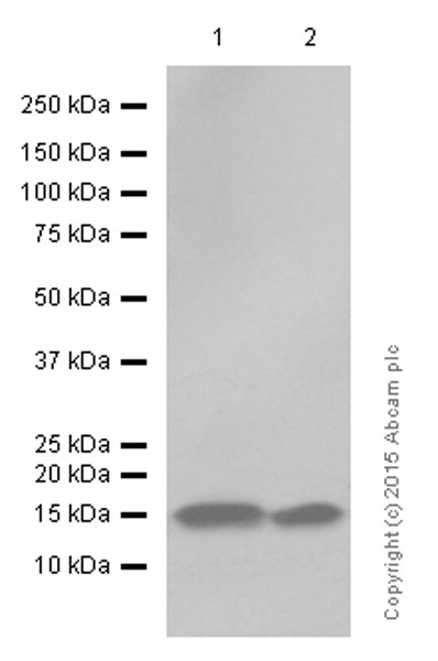 Western blot - Anti-TWEAKR/FN14 antibody [EPR3179] - Low endotoxin, Azide free (AB228481), expandable thumbnail