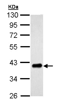 Western blot - Anti-TWF1/Twinfilin-1 antibody (AB154725)