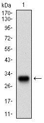 Western blot - Anti-Twist antibody [10E4E6] (AB175430)