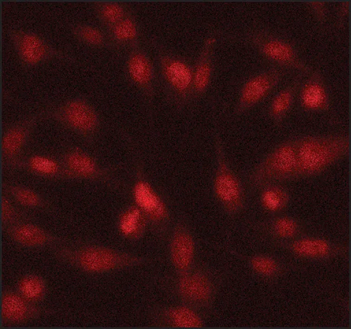 Immunocytochemistry/ Immunofluorescence - Anti-Twist antibody (AB50581)