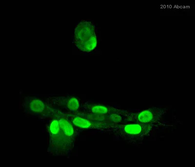 Immunocytochemistry - Anti-Twist antibody [Twist2C1a] (AB50887)