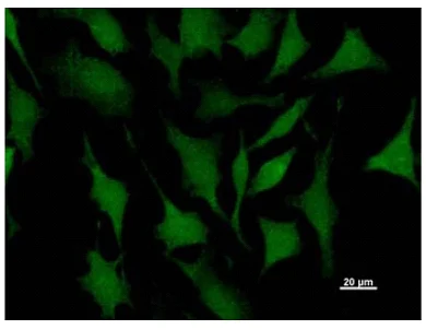 Immunocytochemistry - Anti-Twist antibody [Twist2C1a] (AB50887)