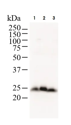 A&Tページ 7-Aminoactinomycin D (7-AAD), Fluorescent DNA dye (CAS 7240-37-1