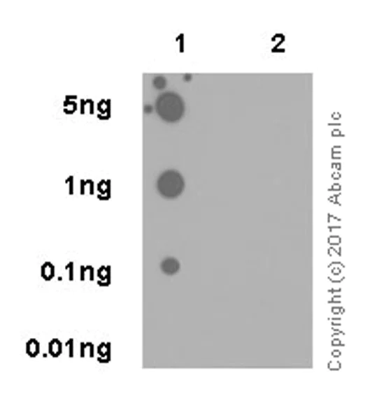 Dot Blot - Anti-Twist (phospho S68) antibody [EP18178] (AB187008)